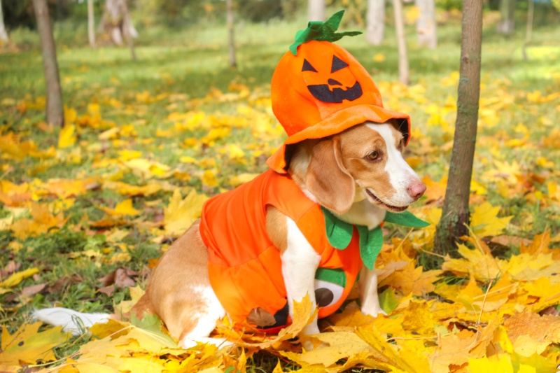 Pumpkins & Pooches - Our Guide To Dog-Friendly Halloween Celebrations - VETIQ (2)