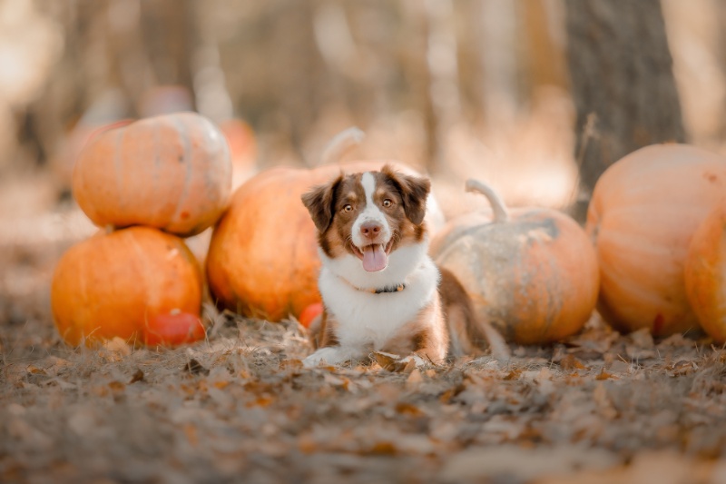 Pumpkins & Pooches - Our Guide To Dog-Friendly Halloween Celebrations - VETIQ (3)