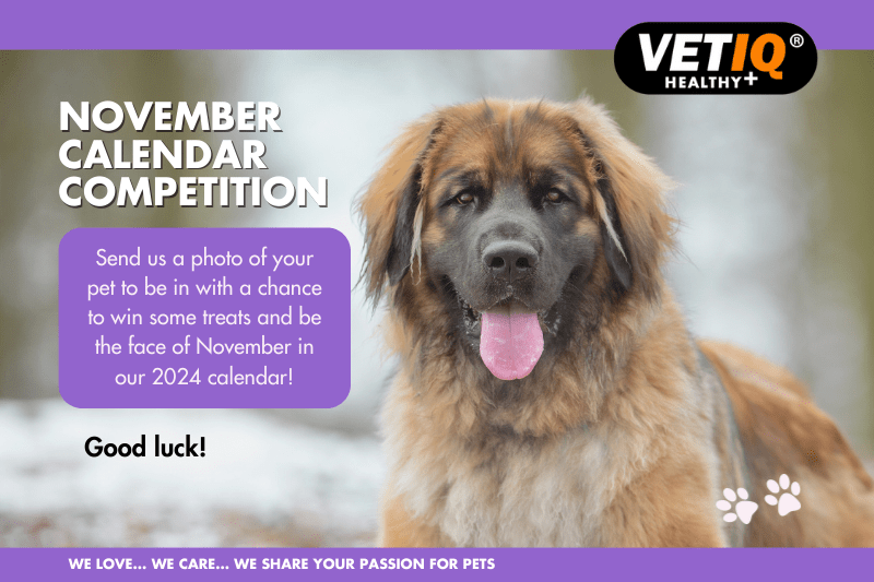 VETIQ November Calendar Competition 2023-min