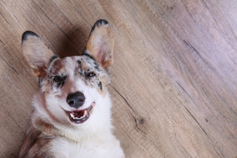 Pet Tear Stain Removal - An Owner’s Guide To Stain-Free Cats And Dogs! - VETIQ (1)