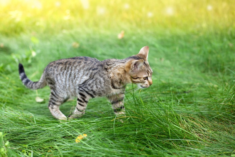 Easing The Aches - Dealing With Joint Problems In Cats - VETIQ (1)