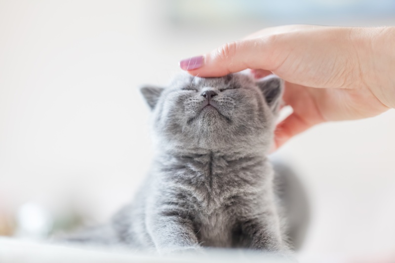 Easing The Aches - Dealing With Joint Problems In Cats - VETIQ (2)