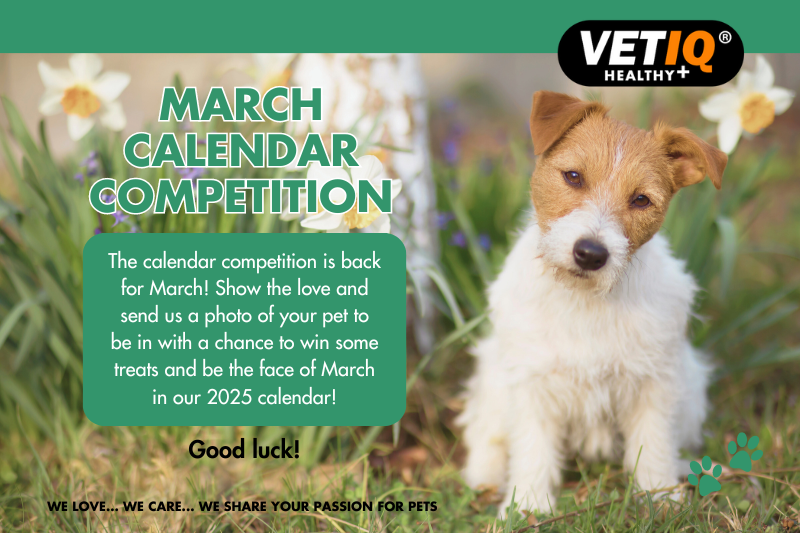 VETIQ Calendar Competition March 2024