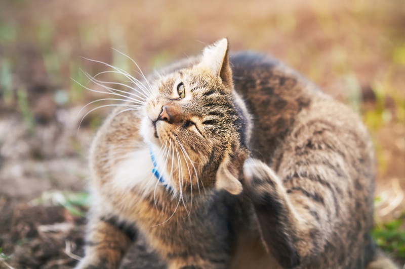 Fleas In Cats And Dogs – The Risks And Solutions – VETIQ (1) Fleas In Cats And Dogs - The Risks And Solutions - VETIQ (1)