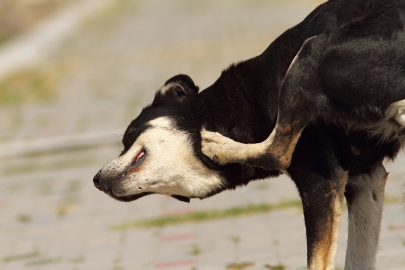 Fleas In Cats And Dogs - The Risks And Solutions - VETIQ (2) - VETIQ Healthy+ Fleas In Cats And Dogs - The Risks And Solutions - VETIQ (2)