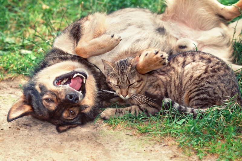 Fleas In Cats And Dogs - The Risks And Solutions - VETIQ (3) - VETIQ Healthy+ Fleas In Cats And Dogs - The Risks And Solutions - VETIQ (3)