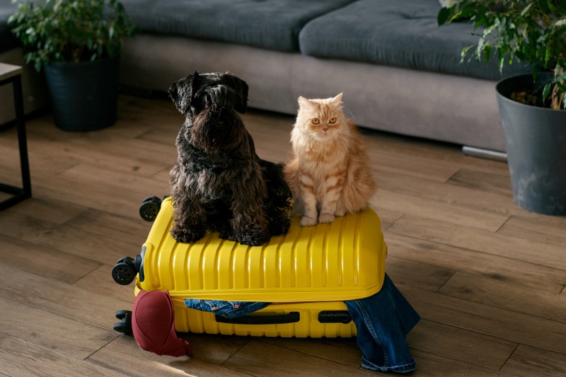 Great Tips For Travelling With Pets This Summer – VETIQ (1) Great Tips For Travelling With Pets This Summer - VETIQ (1)