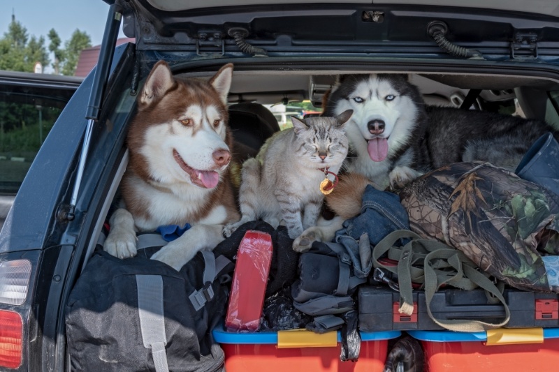 Great Tips For Travelling With Pets This Summer - VETIQ (2) - VETIQ Healthy+ Great Tips For Travelling With Pets This Summer - VETIQ (2)