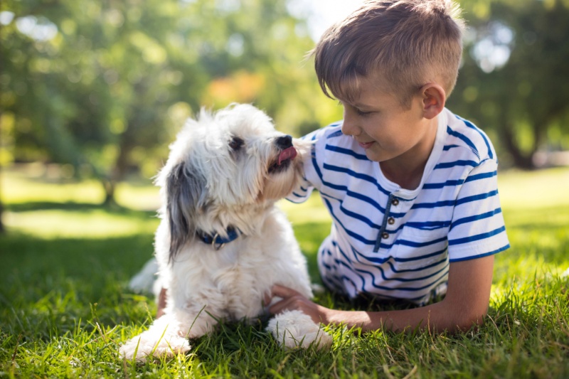 Great Tips For Travelling With Pets This Summer - VETIQ (3) - VETIQ Healthy+ Great Tips For Travelling With Pets This Summer - VETIQ (3)