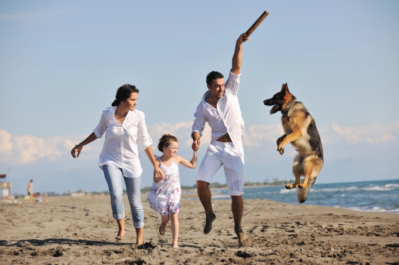 Great Tips For Travelling With Pets This Summer - VETIQ (4) - VETIQ Healthy+ Great Tips For Travelling With Pets This Summer - VETIQ (4)