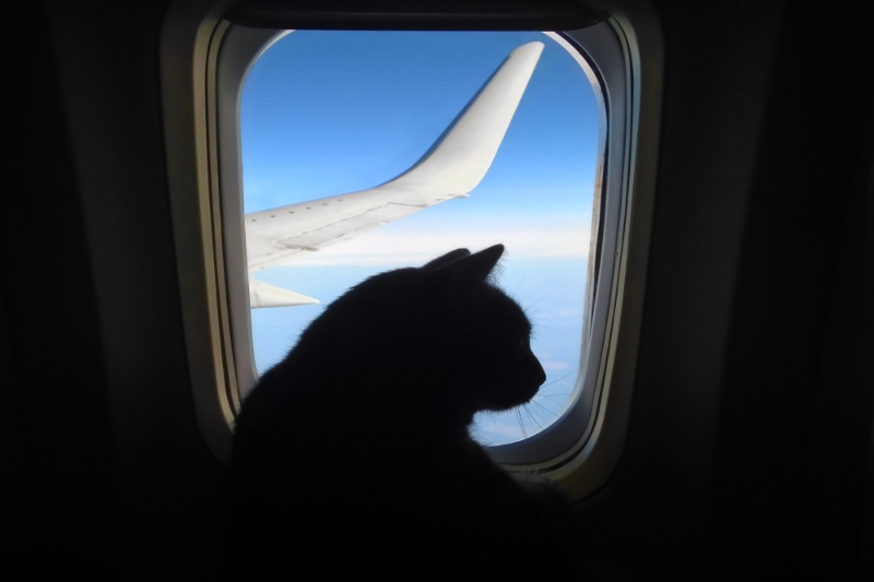 Great Tips For Travelling With Pets This Summer - VETIQ (5) - VETIQ Healthy+ Great Tips For Travelling With Pets This Summer - VETIQ (5)