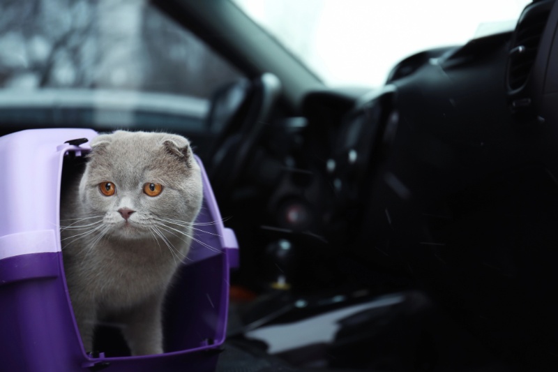 Separation Anxiety In Pets – How To Help Cats And Dogs During Your Summer Holidays – VETIQ (1) Separation Anxiety In Pets - How To Help Cats And Dogs During Your Summer Holidays - VETIQ (1)