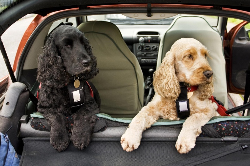 Separation Anxiety In Pets - How To Help Cats And Dogs During Your Summer Holidays - VETIQ (2) - VETIQ Healthy+ Separation Anxiety In Pets - How To Help Cats And Dogs During Your Summer Holidays - VETIQ (2)