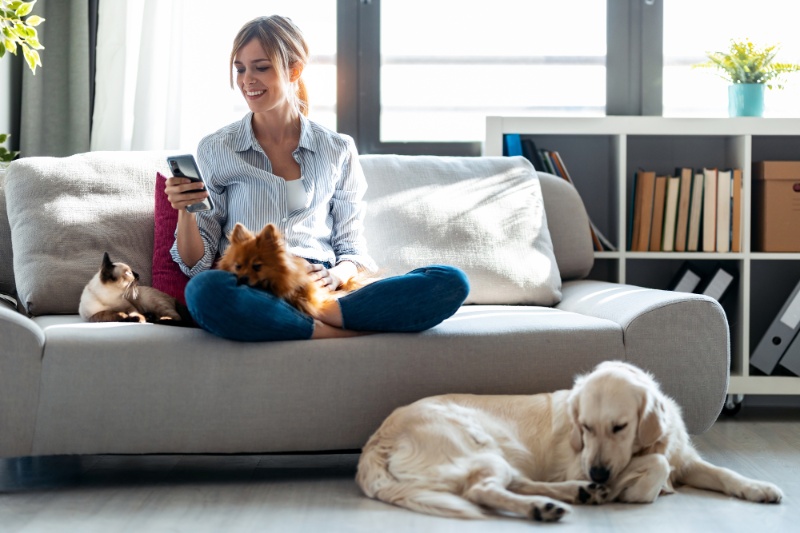 Separation Anxiety In Pets - How To Help Cats And Dogs During Your Summer Holidays - VETIQ (3) - VETIQ Healthy+ Separation Anxiety In Pets - How To Help Cats And Dogs During Your Summer Holidays - VETIQ (3)