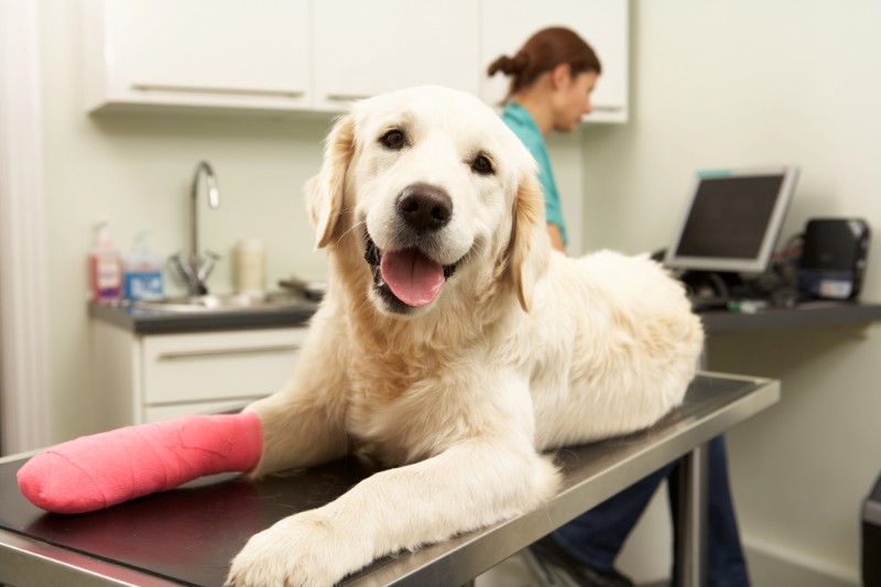 How To Keep Your Pet Calm At The Vet – VETIQ (1) How To Keep Your Pet Calm At The Vet - VETIQ (1)