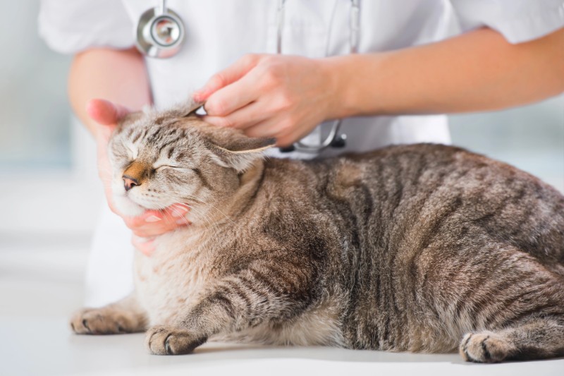 How To Keep Your Pet Calm At The Vet - VETIQ (2) - VETIQ Healthy+ How To Keep Your Pet Calm At The Vet - VETIQ (2)