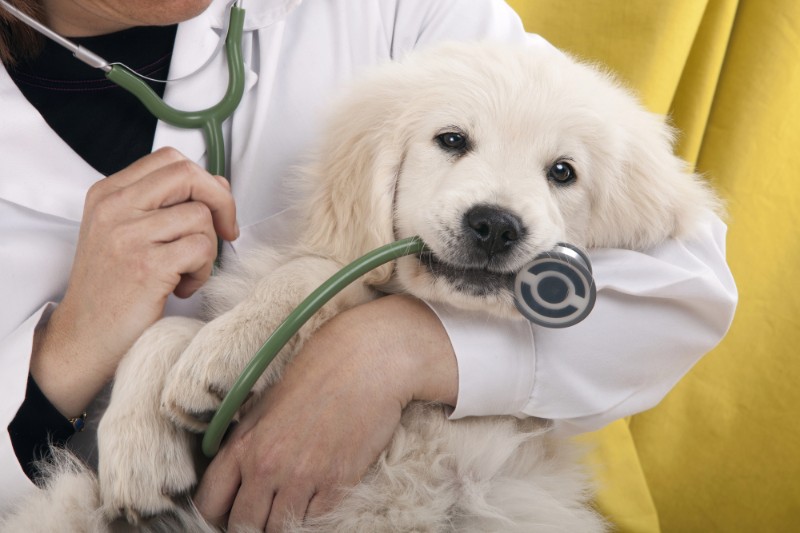 How To Keep Your Pet Calm At The Vet - VETIQ (3) - VETIQ Healthy+ How To Keep Your Pet Calm At The Vet - VETIQ (3)