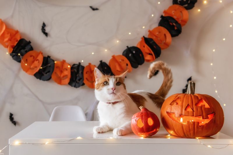 How To Manage Pet Anxiety During Halloween – VETIQ (1) How To Manage Pet Anxiety During Halloween - VETIQ (1)