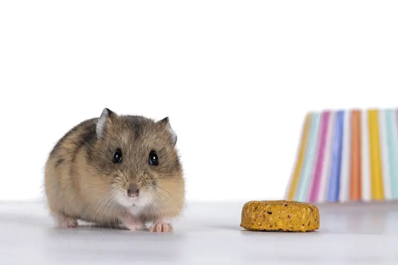 Healthy Pet Treat Recipes For Christmas - VETIQ (2)