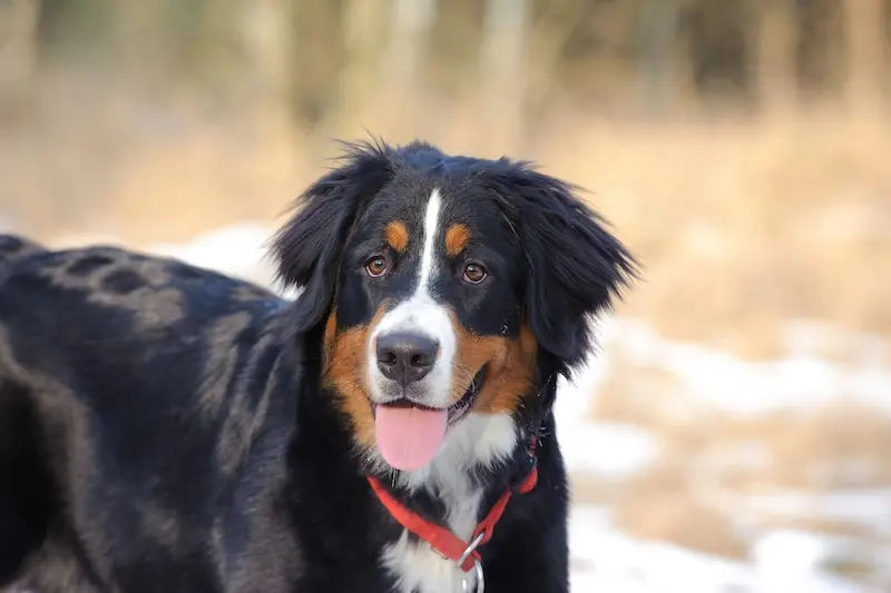 Winter Safety Tips For Pets - VETIQ (1)