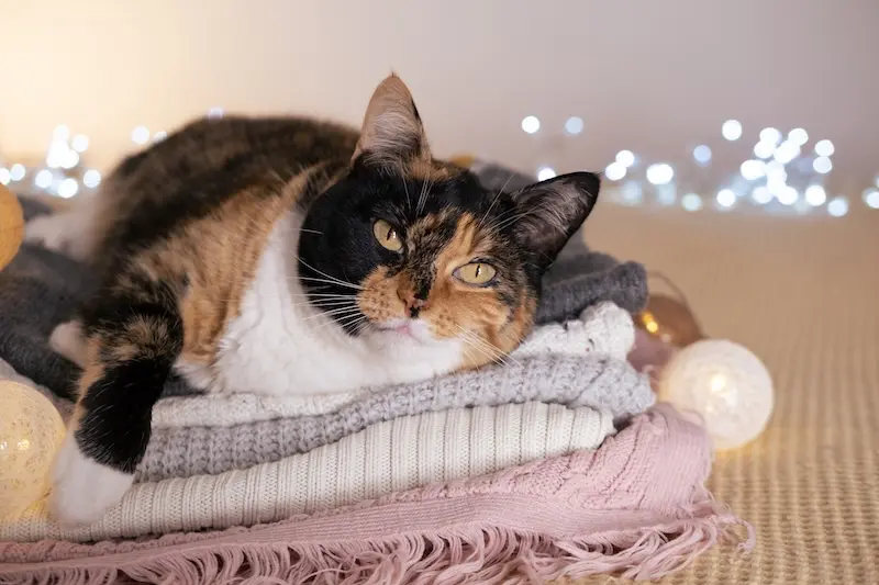 Winter Safety Tips For Pets - VETIQ (2)