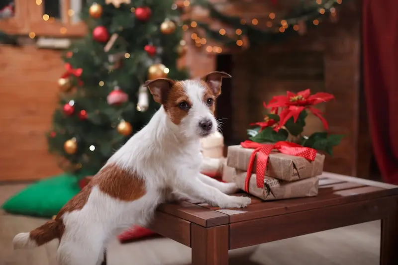 How To Keep Pets Calm During Christmas – VETIQ (1) How To Keep Pets Calm During Christmas - VETIQ (1)