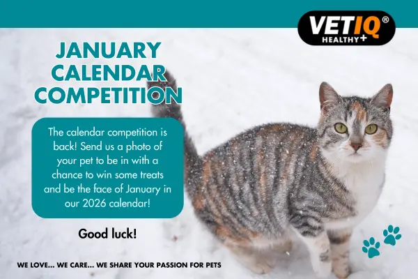 VETIQ Calendar Competition January 2025
