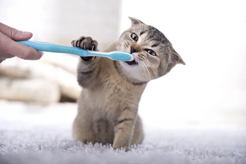 A Beginners Guide To Brushing Your Pets Teeth - VETIQ (1)