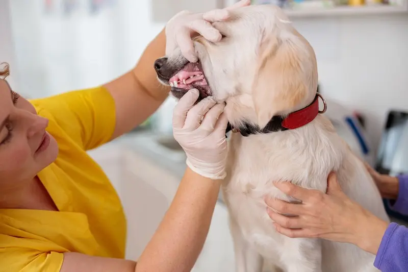 Tips For Preventing Dental Problems In Pets - VETIQ (1)