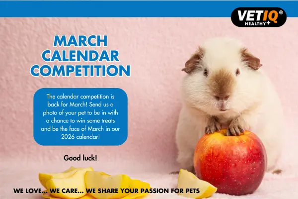 VETIQ Calendar Competition March 2025