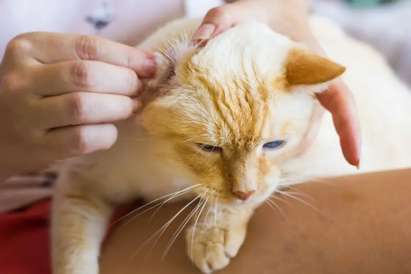How To Clean Your Pets Ears - A Guide For Loving Owners (2)