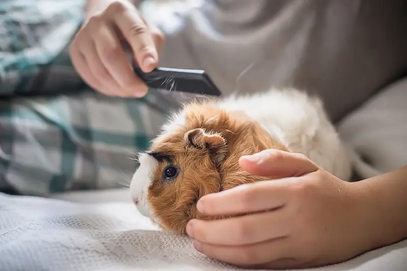 Our Tips For Keeping Small Pets Clean - VETIQ (1)