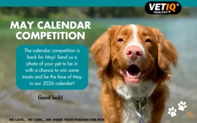 VETIQ Calendar Competition – May 2025