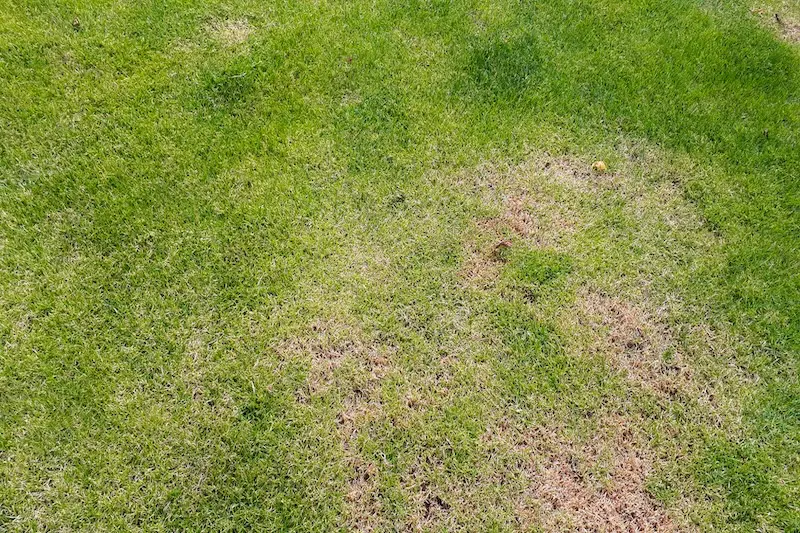 How To Prevent Dog Urine Lawn Spots - VETIQ (1)