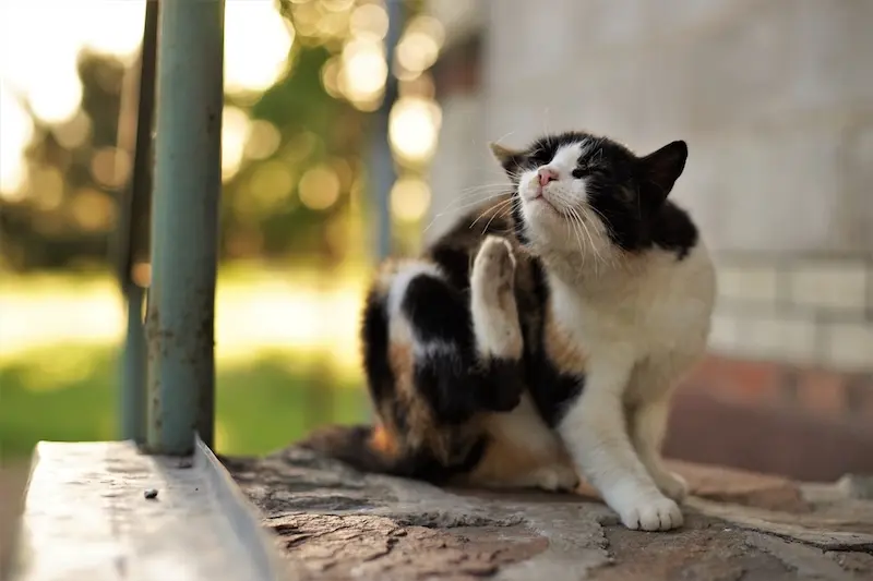 How To Remove Fleas From Pets – Safely and Permanently – VETIQ (1) How To Remove Fleas From Pets - Safely and Permanently - VETIQ (1)