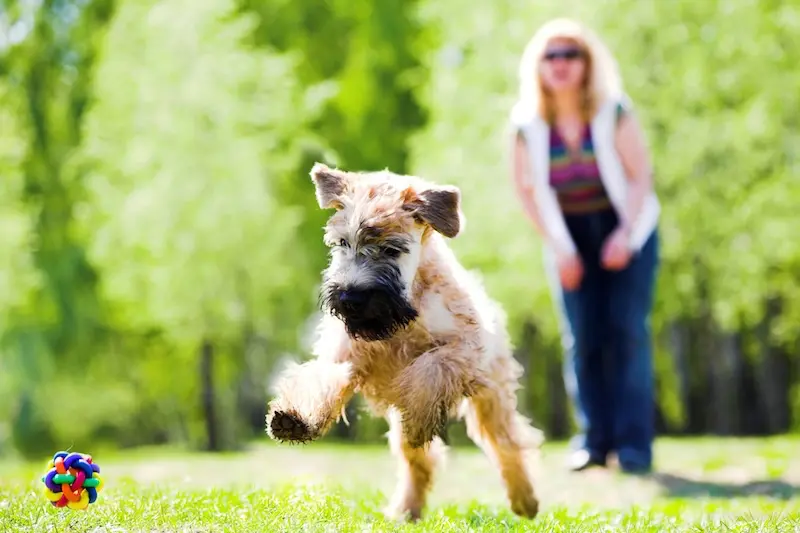 Our Guide To Joint Care For Dogs During Summer - VETIQ (1)