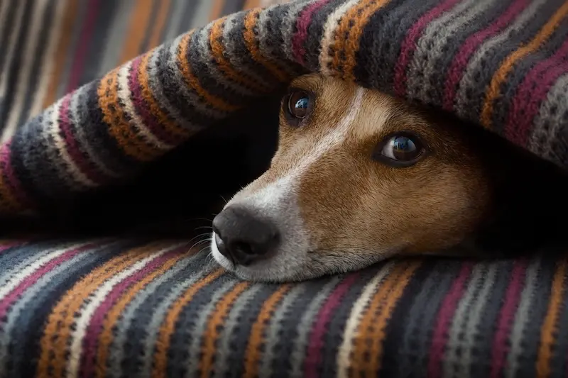 How To Deal With Prevent Dog Diarrhoea - VETIQ (1)