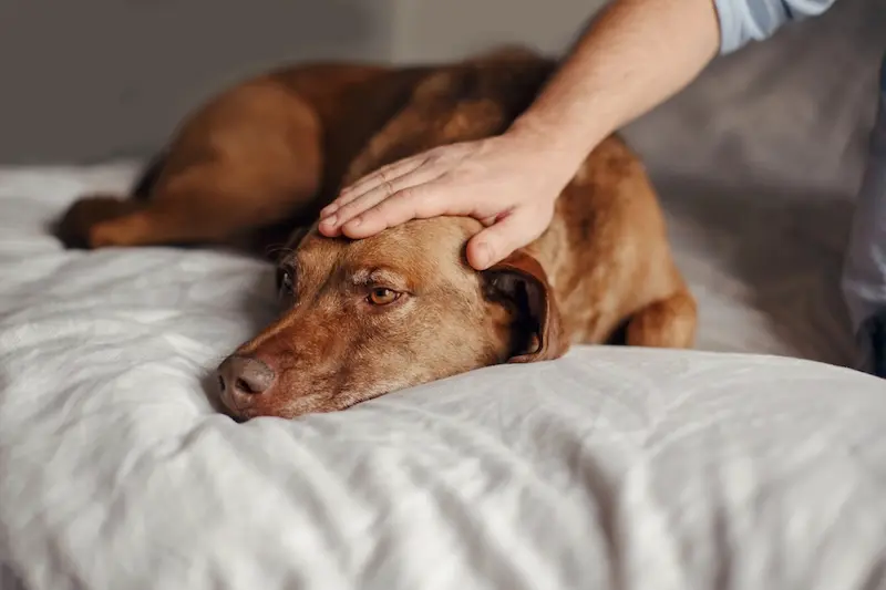 How To Deal With Prevent Dog Diarrhoea - VETIQ (2)