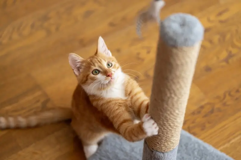 Our Advice For Dealing With Joint Pain In Cats – VETIQ (1) Our Advice For Dealing With Joint Pain In Cats - VETIQ (1)