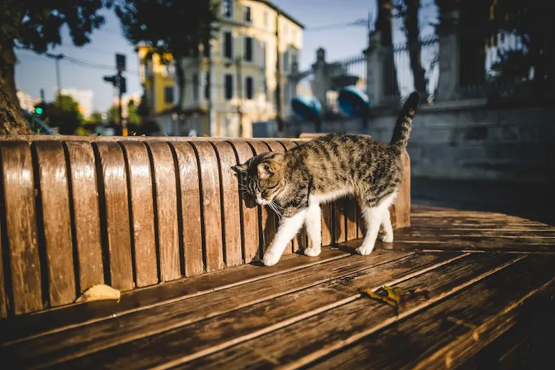 Our Advice For Dealing With Joint Pain In Cats - VETIQ (2)