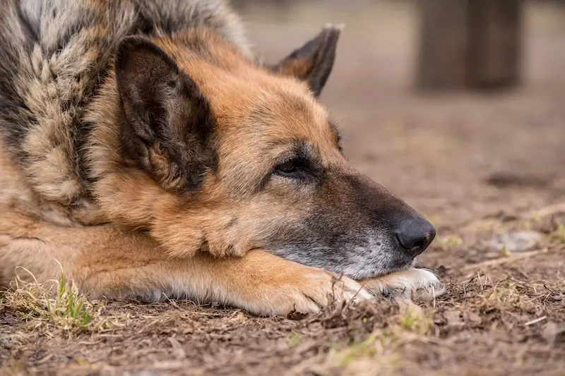 Recognising And Treating Joint Pain In Dogs - VETIQ (2)