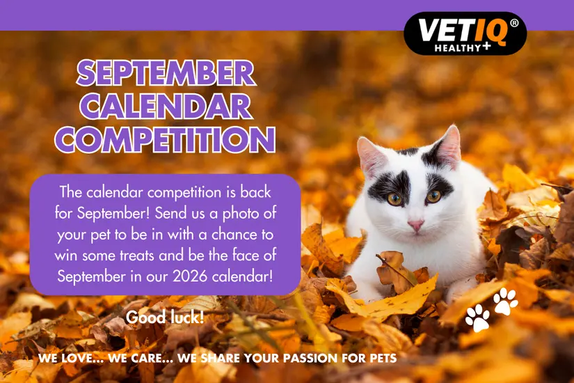 VETIQ September Competition