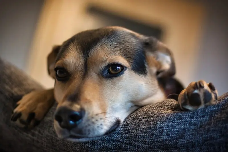 What Should I Give A Dog With An Upset Stomach - VETIQ (1)