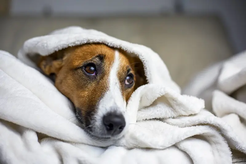 What Should I Give A Dog With An Upset Stomach - VETIQ (2)