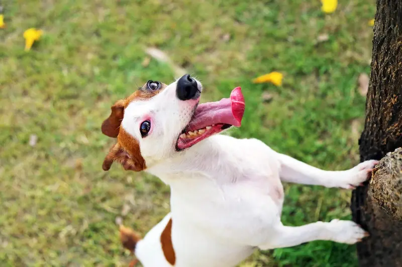 What Should I Give A Dog With An Upset Stomach - VETIQ (3)