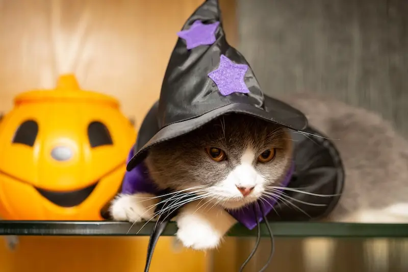 Halloween Safety For Pets - Tips Every Owner Should Know - VETIQ (1)