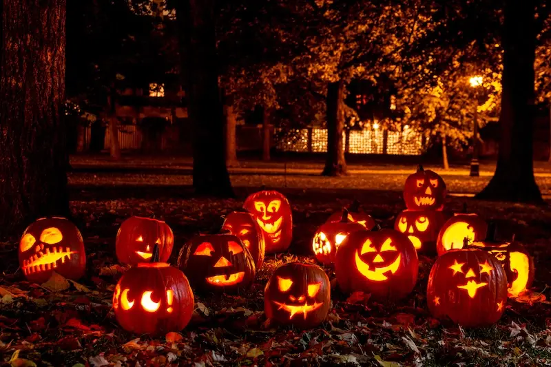 Halloween Safety For Pets - Tips Every Owner Should Know - VETIQ (3)