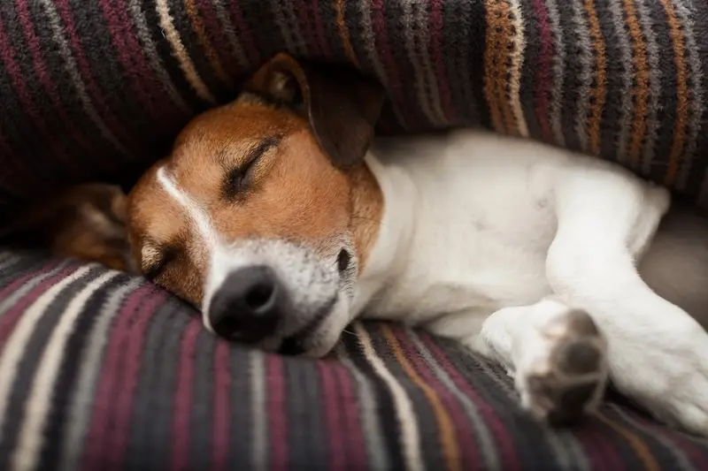 How To Keep Pets Calm During Fireworks - VETIQ (3)