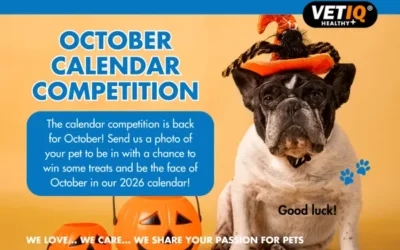VETIQ Calendar Competition – October 2025