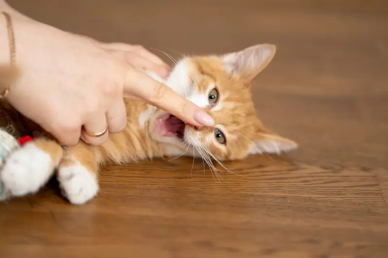 How To Calm Pets When Spending More Time Indoors - VETIQ (2) - VETIQ Healthy+ How To Calm Pets When Spending More Time Indoors - VETIQ (2)